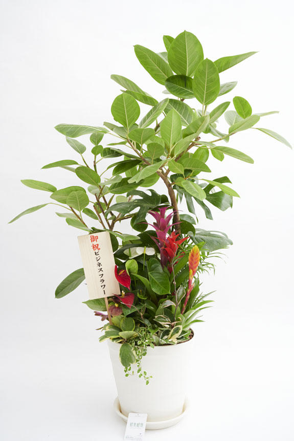 <p>観葉植物の寄せ植え商品には立札またはメッセージカード（30文字程度）が1枚無料で付いています。</p>