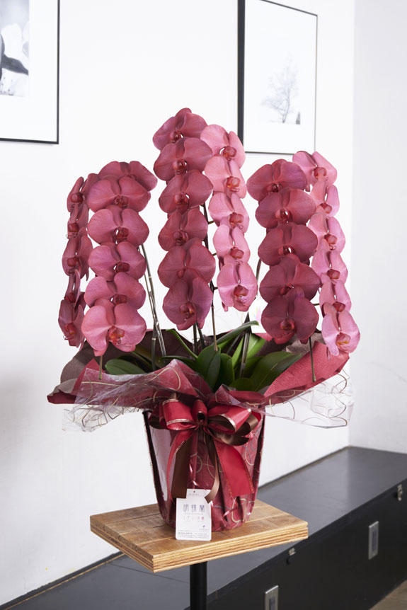<p>特殊加工で鮮やかに染まったカラー胡蝶蘭彩（irodori）は、開店祝い、就任祝い、周年祝いなど、様々なシーンで活躍するお祝い花です。</p>