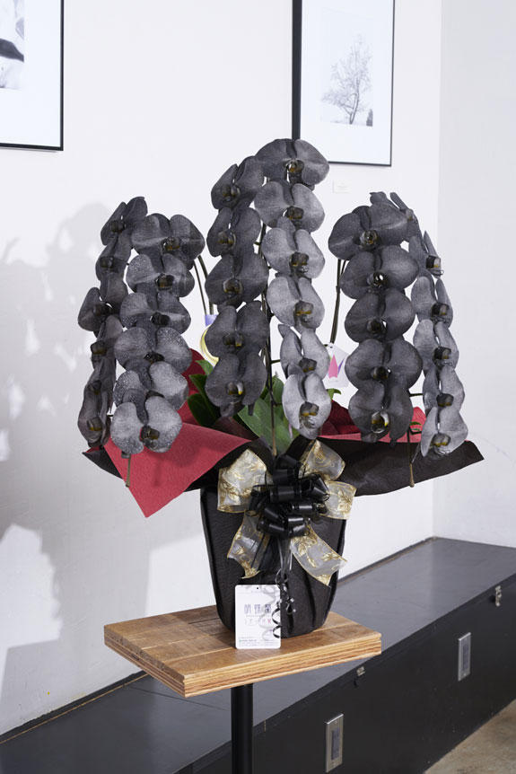 <p>特殊加工でシックに染まったカラー胡蝶蘭彩（irodori）は、開店祝い、周年祝いなど、様々なシーンで活躍するお祝い花です。</p>