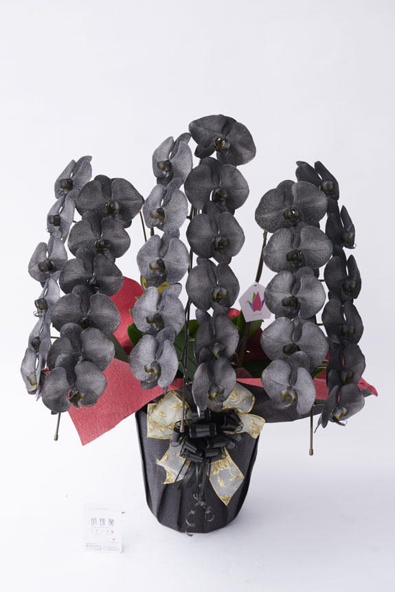 <p>ブラックカラーが高級感と気品を表現している唯一無二の胡蝶蘭（コチョウラン）商品です。</p>