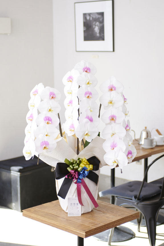 <p>特殊加工で爽やかに染まったカラー胡蝶蘭彩（irodori）は、開店祝い、開業祝い、周年祝い、イベントなど、様々なシーンで活躍するお祝い花です。</p>
