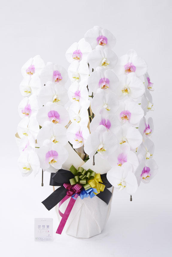 カラー胡蝶蘭 彩 - irodori - 3本立33輪以上（白＆ピンクドット） ｜ 祝い花と供花の販売 ネットの花屋 ビジネスフラワー®