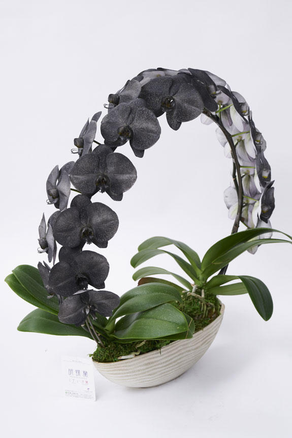 <p>色、形状、花器のどれをとっても他と差をつけられるのがカラー胡蝶蘭彩（irodori）リングの特徴です。</p>