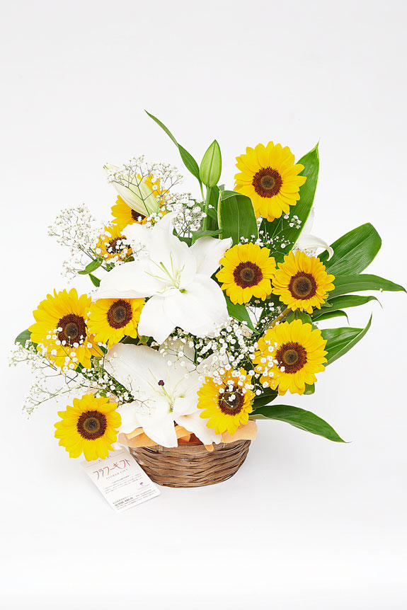 <p>夏を象徴する向日葵と白ゆりのアレンジメントフラワーは、この時期にしか販売していない季節限定フラワーギフトです。</p>