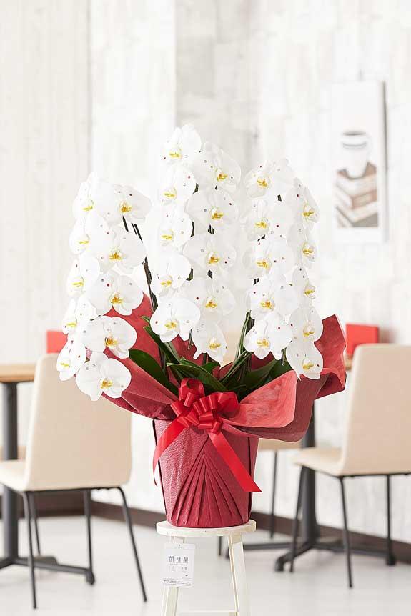 <p>ストーン装飾に気を取られがちですが、胡蝶蘭のお花自体のクオリティも高いお祝い花です。</p>