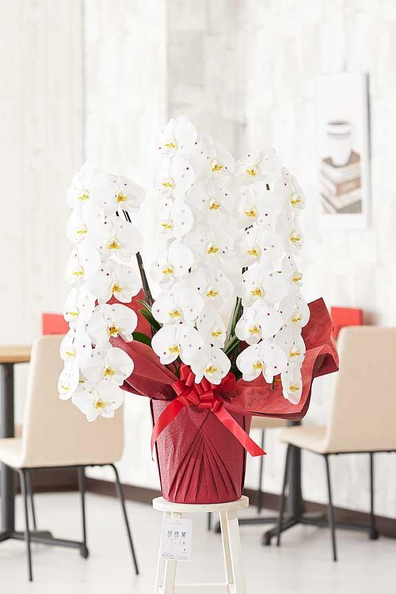 <p>ストーン装飾に気を取られがちですが、胡蝶蘭のお花自体のクオリティも高いお祝い花です。</p>