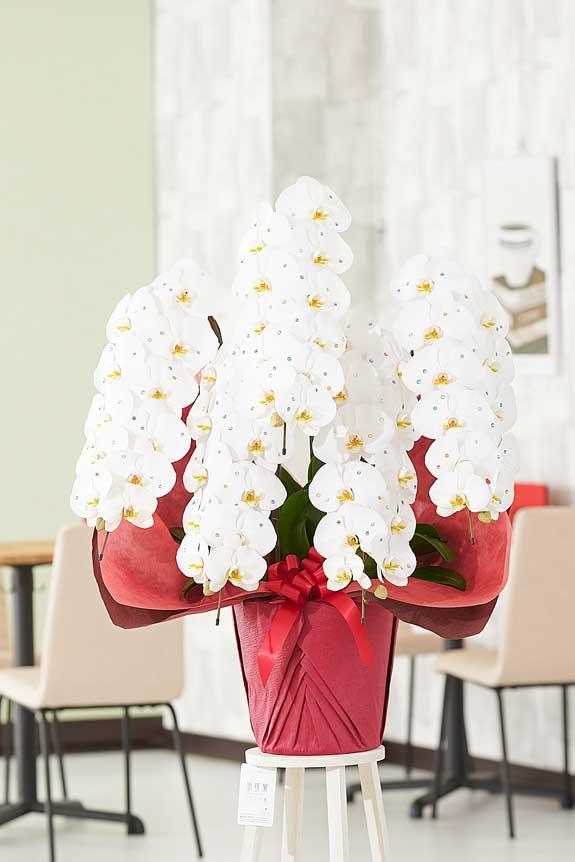 祝い花と供花の販売 ネットの花屋 ビジネスフラワー®｜ストーン装飾 胡蝶蘭5本立（白） 50輪程度コース