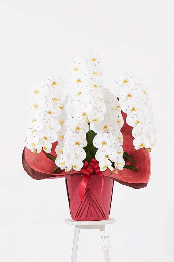 <p>ゴージャスでエレガントな雰囲気が特徴のストーン装飾胡蝶蘭です。</p>