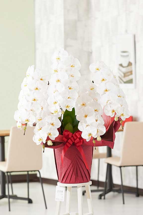 <p>金ラメ装飾に気を取られがちですが、胡蝶蘭のお花自体のクオリティも高いお祝い花です。</p>