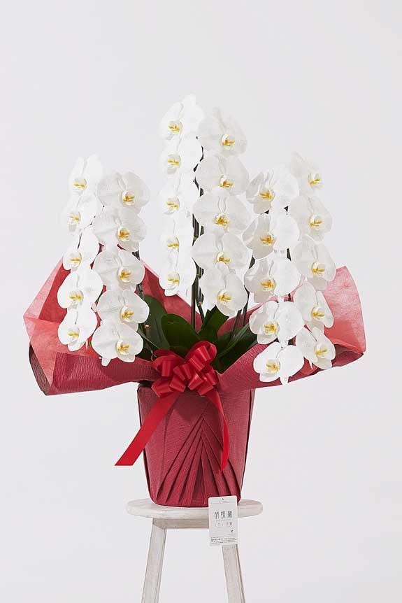 <p>ゴージャスでエレガントな雰囲気が特徴のシルバードラメ装飾胡蝶蘭です。</p>
