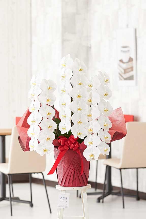 <p>銀ラメ装飾に気を取られがちですが、胡蝶蘭のお花自体のクオリティも高いお祝い花です。</p>