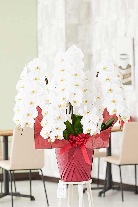 <p>銀ラメ装飾に気を取られがちですが、胡蝶蘭のお花自体のクオリティも高いお祝い花です。</p>