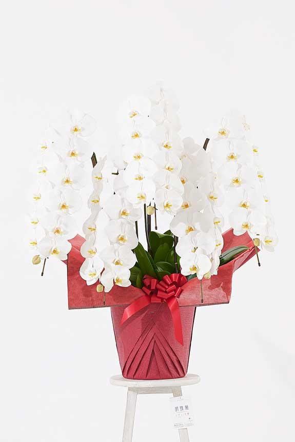 <p>ゴージャスでエレガントな雰囲気が特徴のシルバードラメ装飾胡蝶蘭です。</p>