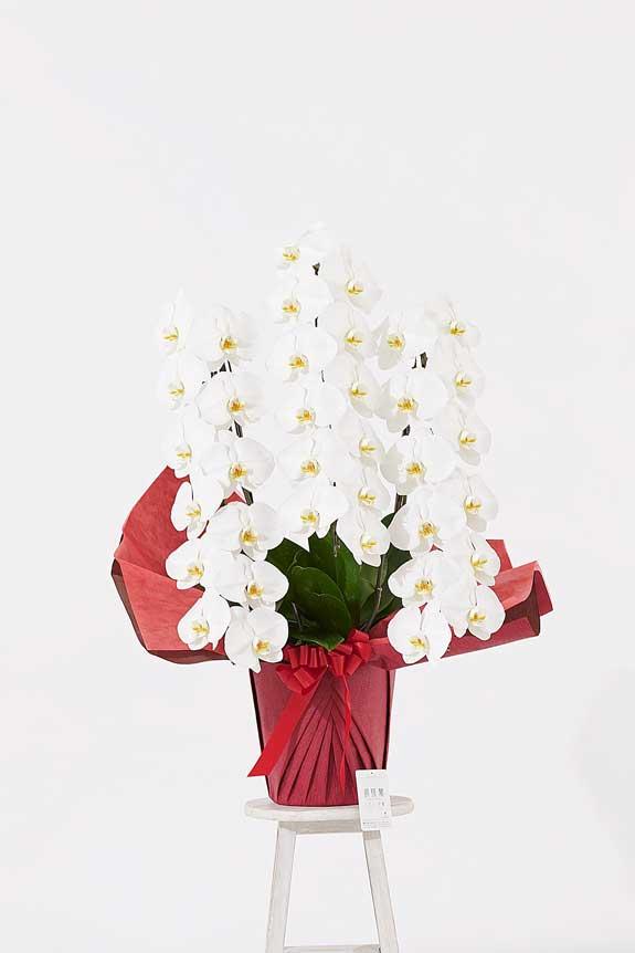 <p>ゴージャスでエレガントな雰囲気が特徴のパールホワイトラメ装飾胡蝶蘭です。</p>