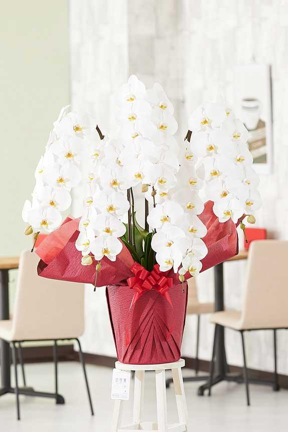 <p>パール系ホワイト装飾に気を取られがちですが、胡蝶蘭のお花自体のクオリティも高いお祝い花です。</p>