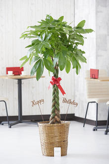 観葉植物のギフトやプレゼントを全国に宅配 贈り物の観葉植物はビジネスフラワー