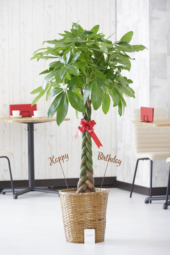 <p>Happy Birthday（文字型）の立体メッセージ立札付き観葉植物パキラ10号商品です。</p>