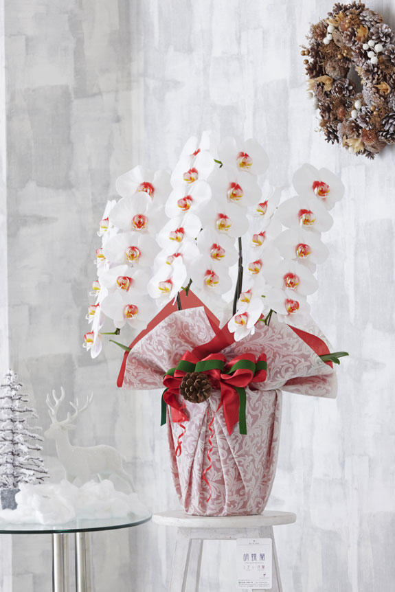 <p>クリスマス期間限定のカラー胡蝶蘭とこだわりラッピングが融合したコチョウラン商品です。</p>
