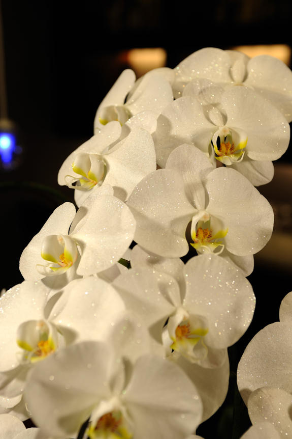 <p>天然ダイヤモンド入りのラメスプレーで仕立てた胡蝶蘭は、クリスマスシーズにぴったりなキラキラとした輝きが特徴です。</p>