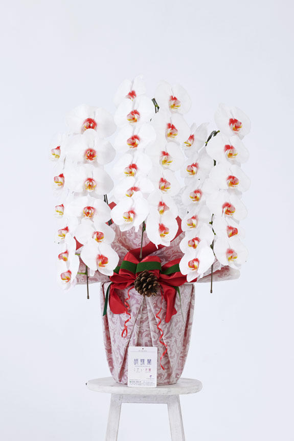 <p>天然色でも人気の白＆赤リップカラーの胡蝶蘭と、「松ぼっくり」を添えたラッピングがクリスマスに相応しいデザインになっています。</p>