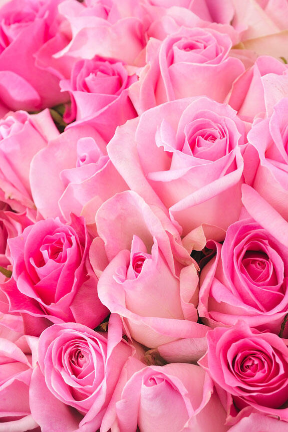 <p>皇室献上、農林水産大臣賞実績の農園が生産する国産バラは、花の大きさ、葉の瑞々しさ、花持ちの長さが一般的な生花店で販売されているバラとは異なります。</p>