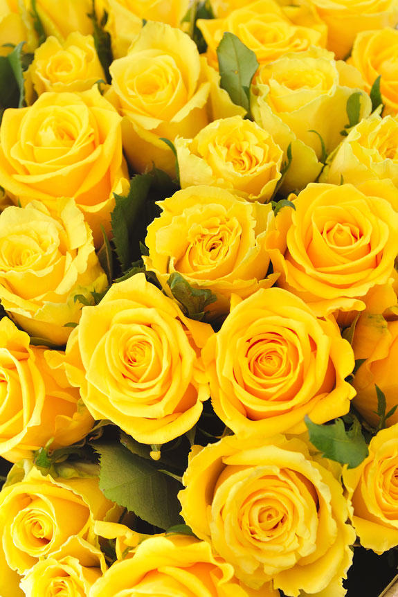 <p>皇室献上、農林水産大臣賞実績の農園が生産する国産バラは、花の大きさ、葉の瑞々しさ、花持ちの長さが一般的な生花店で販売されているバラとは異なります。</p>