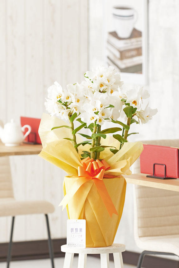 <p>カトレアのような大ぶりで立派な白いお花は、適切な管理さえできれば花持ちが良いという特徴があります。</p>