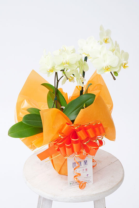 <p>小さなスペースや店舗などにも置くことができるミニサイズの胡蝶蘭は、法人間利用でも個人間利用でもマルチなお祝いのシーンで活躍できます。</p>