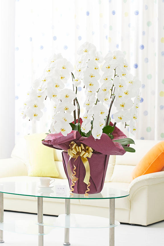 <p>お祝い花の定番、法人間での贈答用、贈り物用のフラワーギフトとして人気の高い胡蝶蘭大輪の7本立商品をお手頃なリーズナブル価格でご提供します。</p>