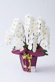 <center>リーズナブルな7本立ち<br>胡蝶蘭</center><center>44,000円（税込）</center>
