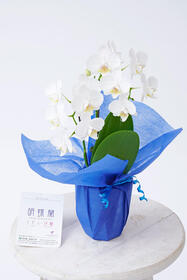 <center>個人のお誕生日などに！お手頃サイズ・金額でお届けできる胡蝶蘭</center><center>	3,850円</center>