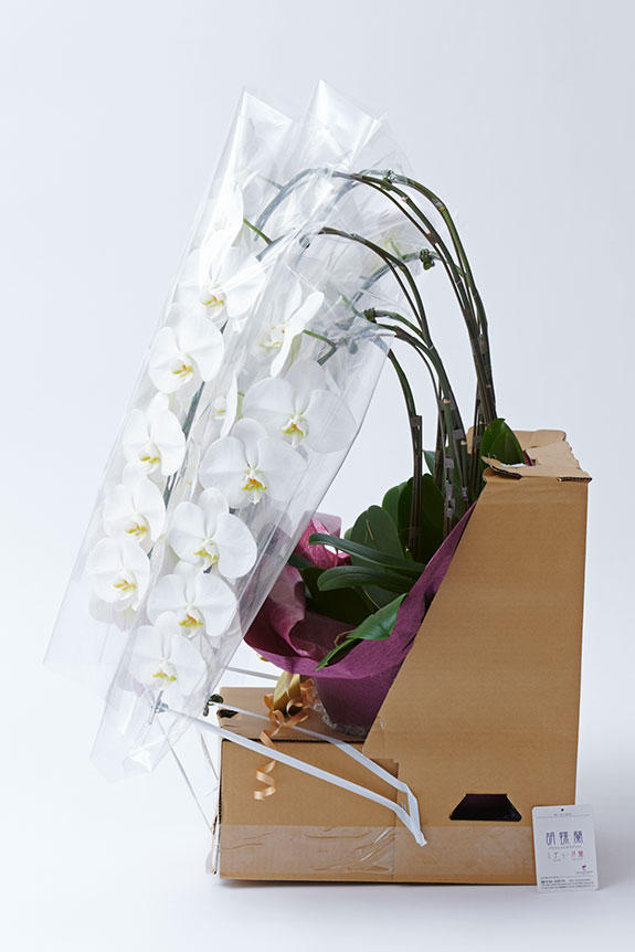 <p>輸送中に箱の中でお花が動かない様に固定した状態で梱包しています。</p>
