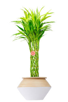 観葉植物　ミリオンバンブー・ゴールド　8号　インテリア鉢カバー「ホワイトツートン」仕様【高級感溢れる立札＆花言葉カード、欧州から輸入の装飾リボン付】