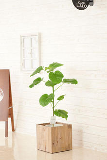 観葉植物　ウンベラータ　8号　インテリア鉢カバー「Ecological Cube」仕様【高級感溢れる立札＆花言葉カード、欧州から輸入の装飾リボン付】