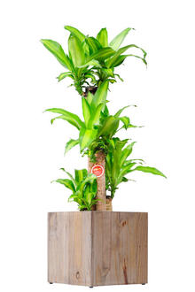 観葉植物　ドラセナ・マッサンゲアナ　8号　インテリア鉢カバー「Ecological Cube」仕様【高級感溢れる立札＆花言葉カード、欧州から輸入の装飾リボン付】