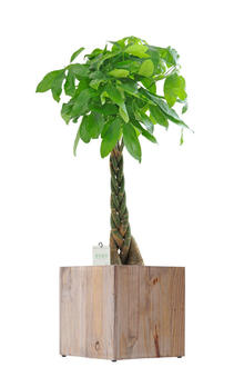 観葉植物　パキラ　8号　インテリア鉢カバー「Ecological Cube」仕様【高級感溢れる立札＆花言葉カード、欧州から輸入の装飾リボン付】