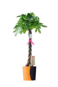観葉植物　パキラ　10号　インテリア鉢カバー「キャリコ」仕様【高級感溢れる立札＆花言葉カード、欧州から輸入の装飾リボン付】