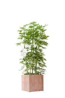 観葉植物　シェフレラ　10号　インテリア鉢カバー「Ecological Cube」仕様【高級感溢れる立札＆花言葉カード、欧州から輸入の装飾リボン付】