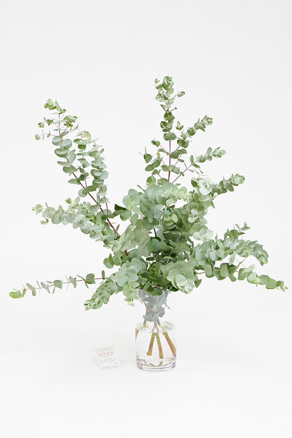 <p>様々な室内空間をワンランク上のお洒落な空間に変える植物（枝もの）と花瓶（フラワーベース）がセットになったインテリアグリーンです。</p>