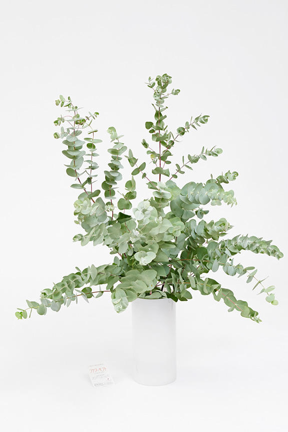 <p>様々な室内空間をワンランク上のお洒落な空間に変える植物（枝もの）と花瓶（フラワーベース）がセットになったインテリアグリーンです。</p>