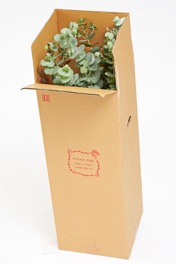 <p>植物は丁寧な梱包でお届けしております。ご安心ください。</p>