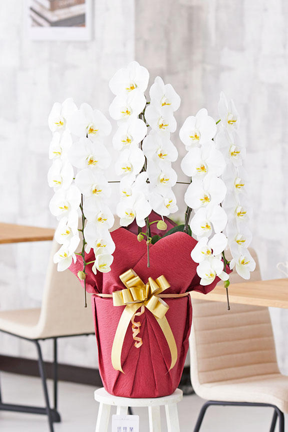 祝い花と供花の販売 ネットの花屋 ビジネスフラワー 豪華胡蝶蘭3本立 白 2万円コース 36輪程度 祝い花と供花の販売 ネットの花屋 ビジネスフラワー 豪華胡蝶蘭3本立 白 2万円コース 36輪程度
