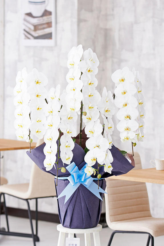 胡蝶蘭5本立 白 3万円コース 50 55輪程度 祝い花と供花の販売 ネットの花屋 ビジネスフラワー