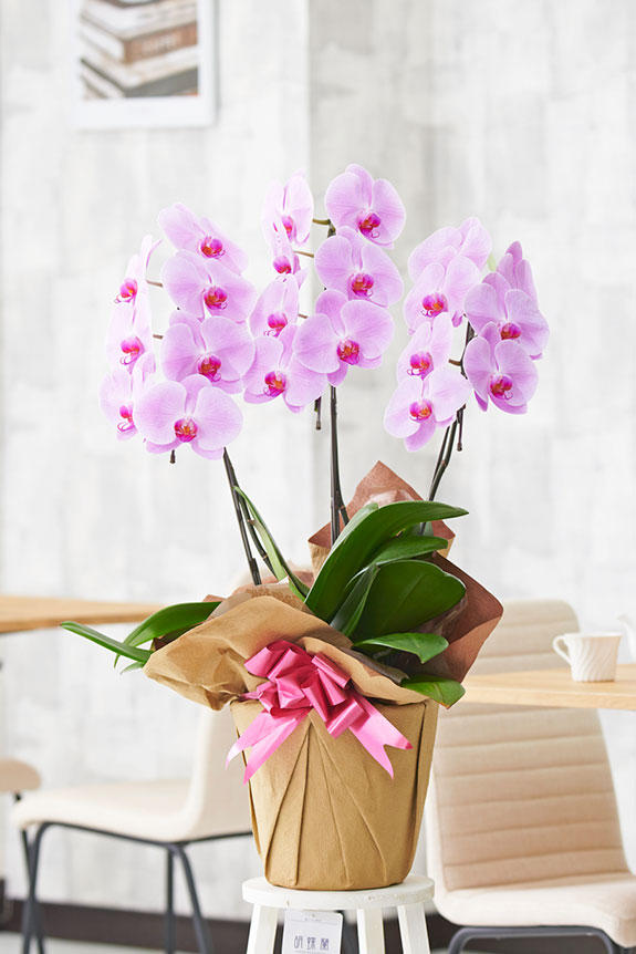 祝い花と供花の販売 ネットの花屋 ビジネスフラワー 胡蝶蘭3本立 ピンク 1 2万円コース 21輪程度