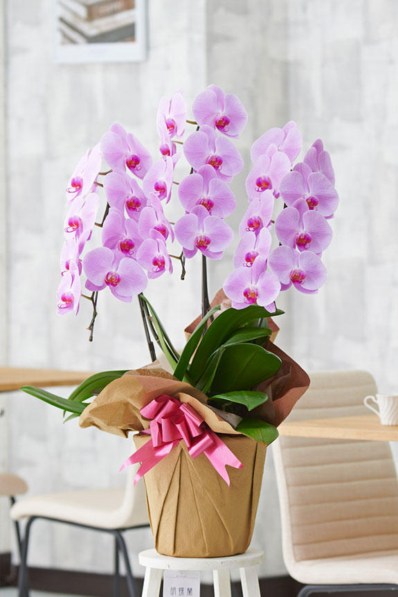 胡蝶蘭3本立 ピンク 1 5万円コース 24 27輪程度 祝い花と供花の販売 ネットの花屋 ビジネスフラワー