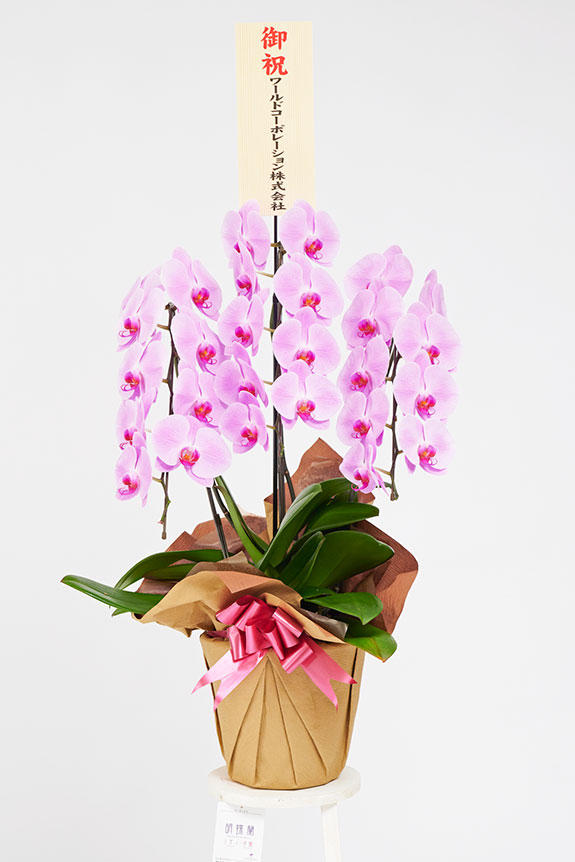 祝い花と供花の販売 ネットの花屋 ビジネスフラワー 胡蝶蘭3本立 ピンク 1 5万円コース 24 27輪程度 祝い花と供花の販売 ネットの花屋 ビジネスフラワー 胡蝶蘭3本立 ピンク 1 5万円コース 24 27輪程度