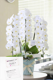 <center>お花の処分までサポート<br>鉢回収チケットつき胡蝶蘭</center><center>35,200円（税込）</center>