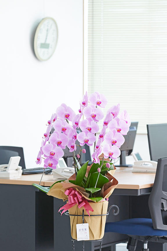 <p>胡蝶蘭はオフィスや事務所の開設祝いや移転祝いなどのお祝い花として定番のフラワーギフトです。</p>