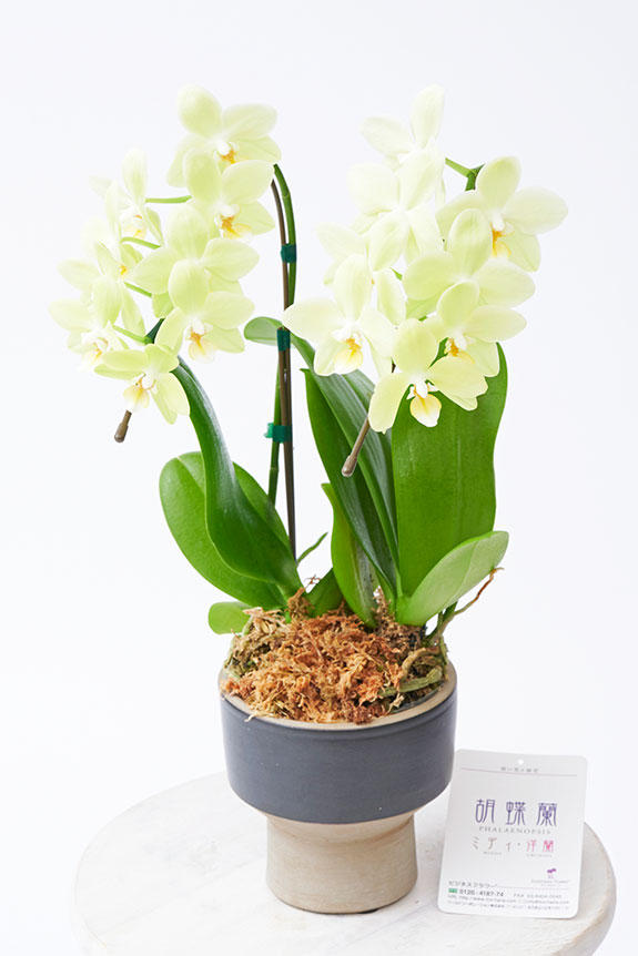 祝い花と供花の販売 ネットの花屋 ビジネスフラワー 胡蝶蘭ミディ マイクロサイズ おまかせ インテリア鉢 モダニカルカップ