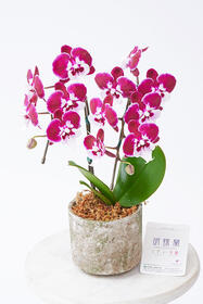 <center>インテリア向け！デザイン鉢に<br>こだわった胡蝶蘭</center><center>6,600円（税込）</center>